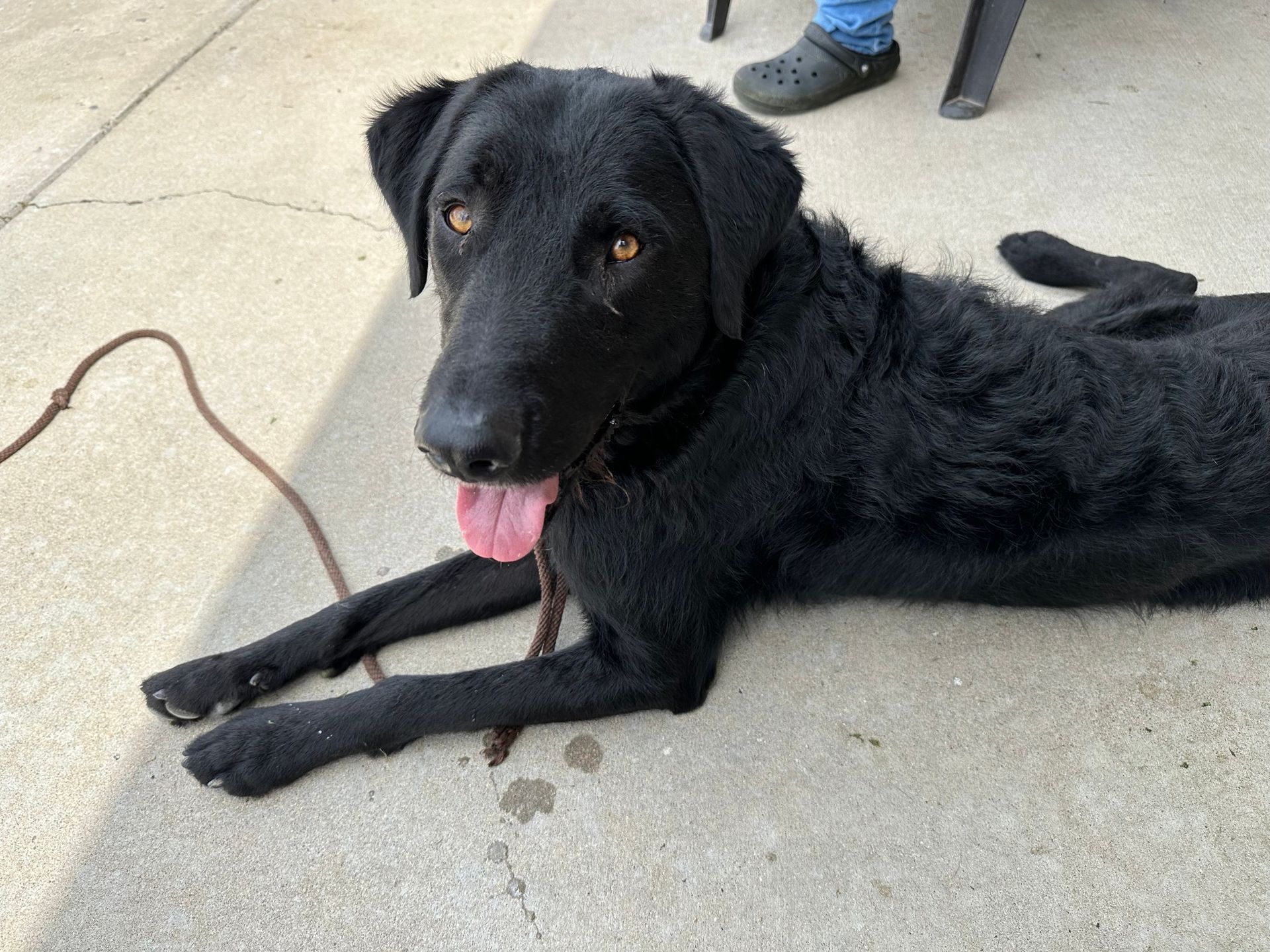 Black dog with tongue out, lying on concrete.