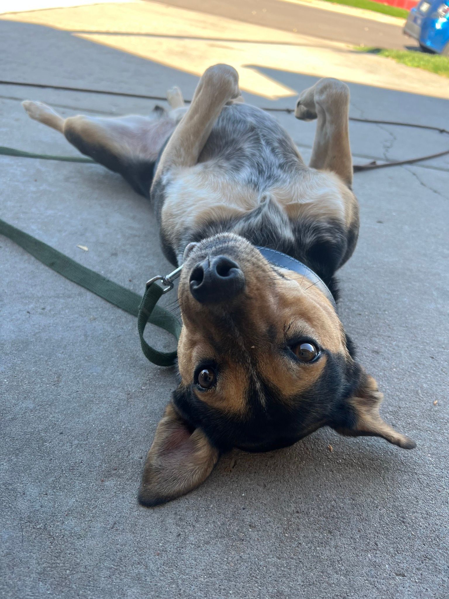 Dog lying on back, looking at the camera, on a concrete surface, green leash attached.
