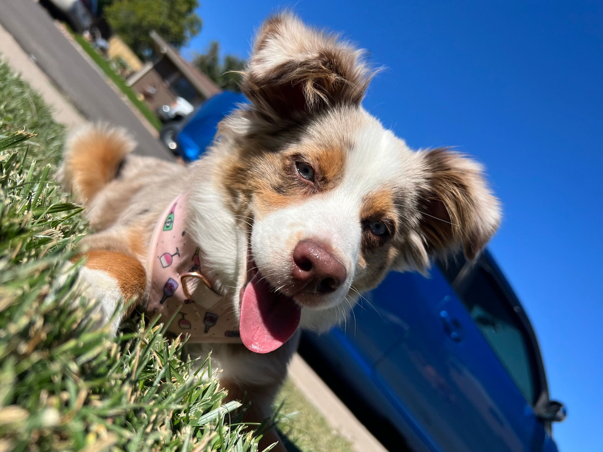 A happy, panting puppy with brown, white, and blue fur wearing a pink collar lies on grass near a blue car under a blue sky.