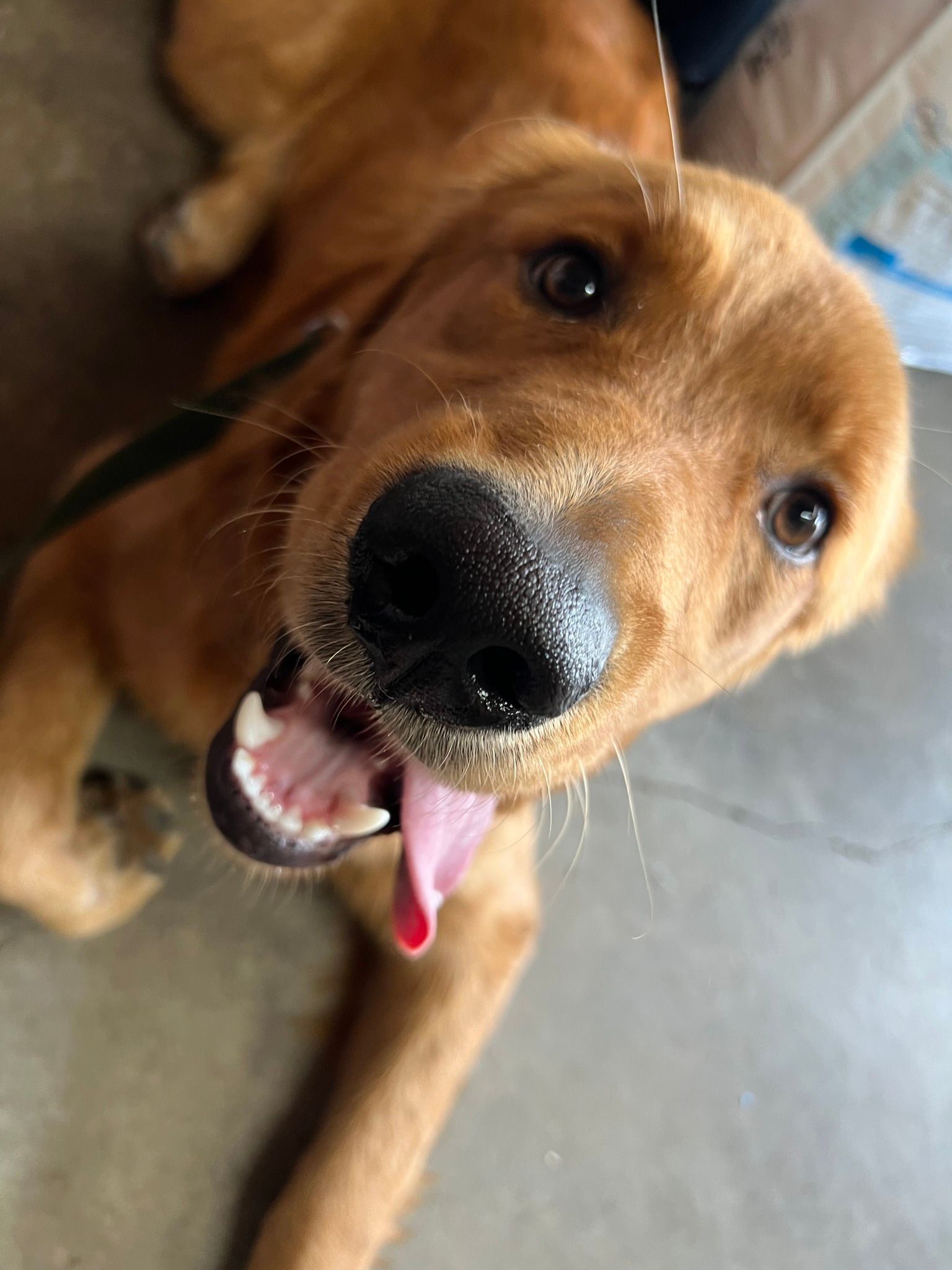 Golden retriever dog with open mouth, panting, looking up, brown fur, black nose, gray floor.