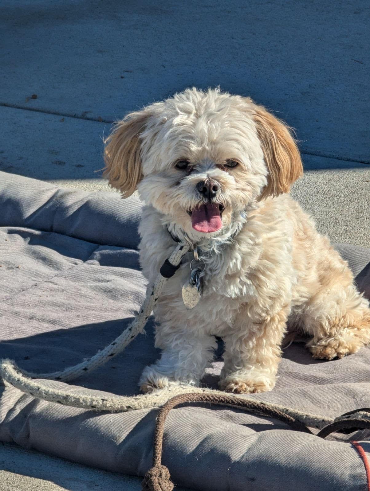 Happy, beige-colored dog with brown ears sitting on a gray mat, panting, and looking at the camera.