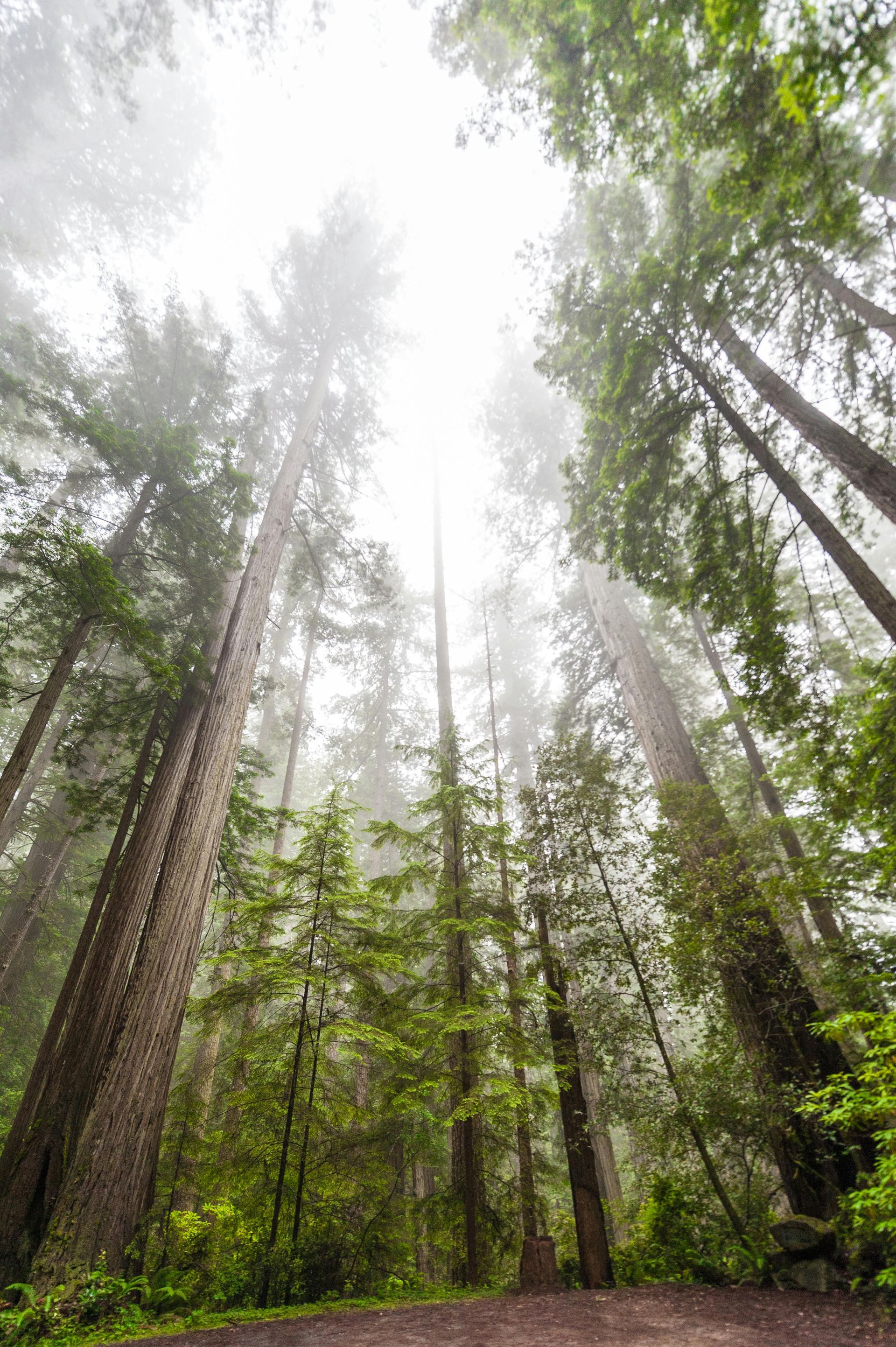 The sun is shining through the trees in the foggy forest.