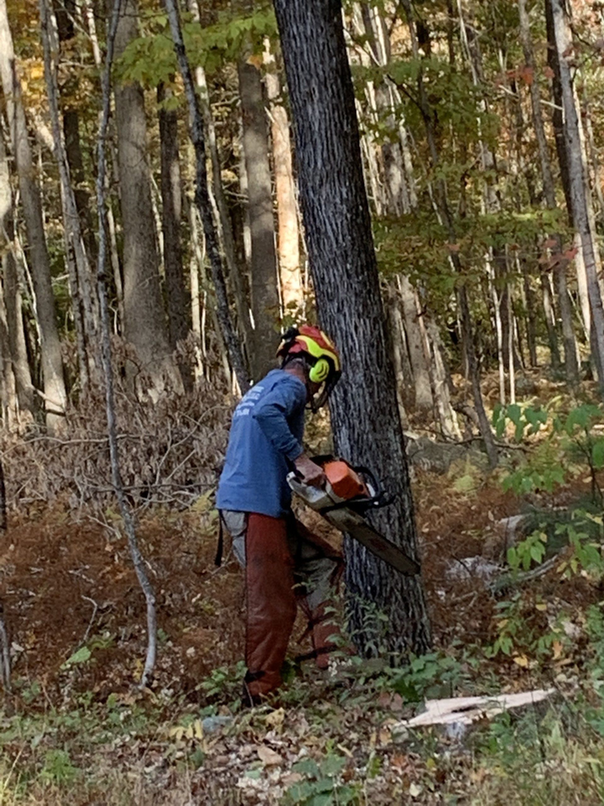 Man Cutting The Tree | Brooklyn, CT | Page's Tree Service LLC