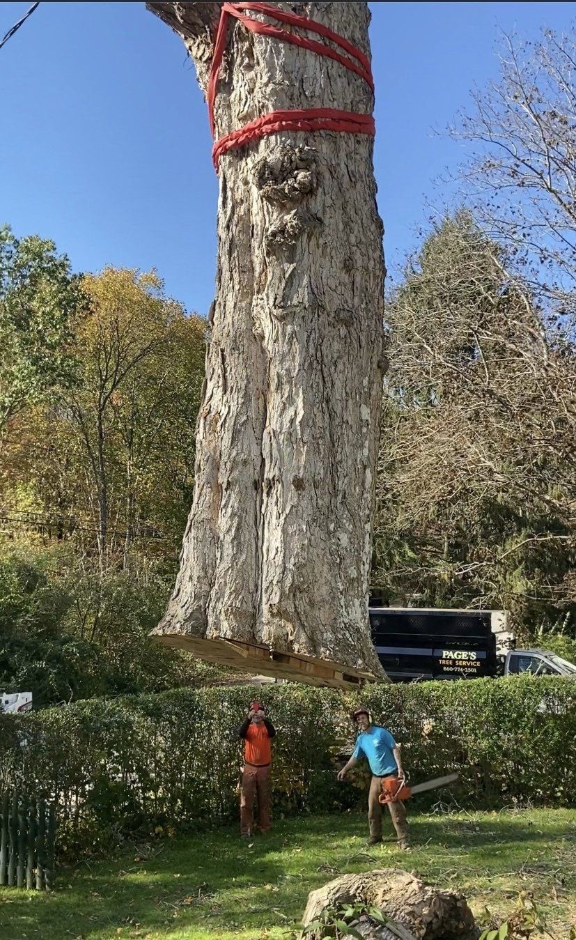 Two Men Talking To Each Other | Brooklyn, CT | Page's Tree Service LLC