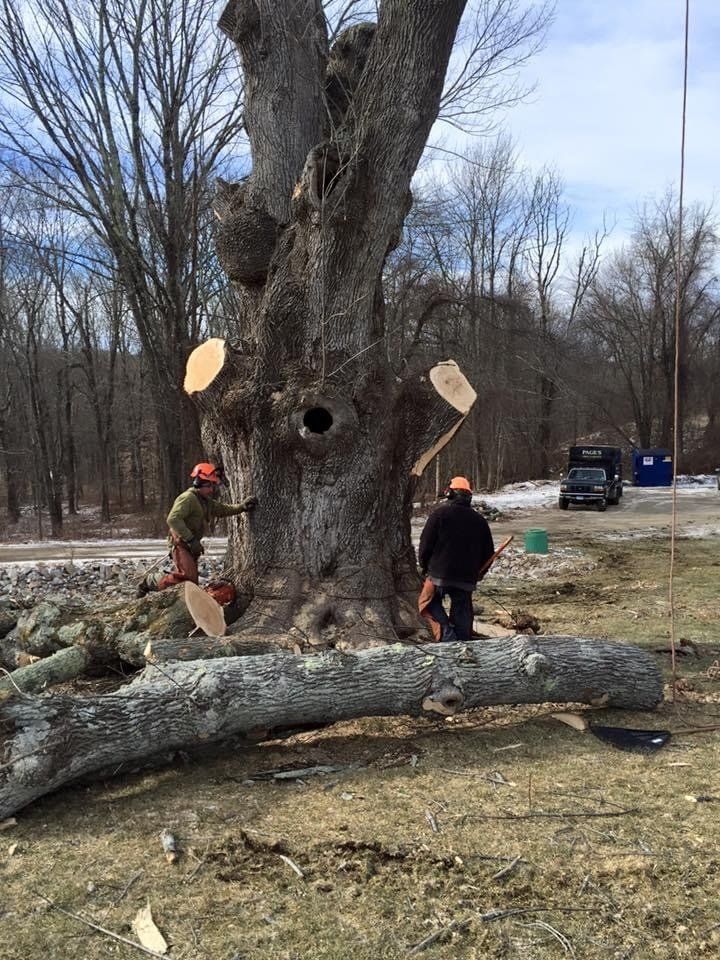 Two Men | Brooklyn, CT | Page's Tree Service LLC