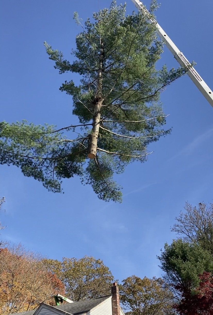 Piece Of Wood In The Sky | Brooklyn, CT | Page's Tree Service LLC