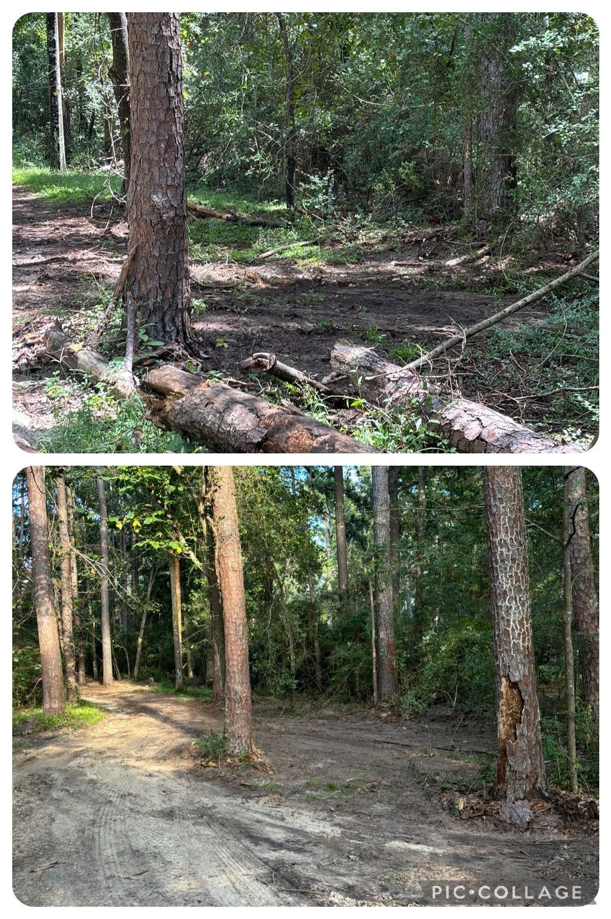 A before and after picture of a forest with trees and a dirt road.