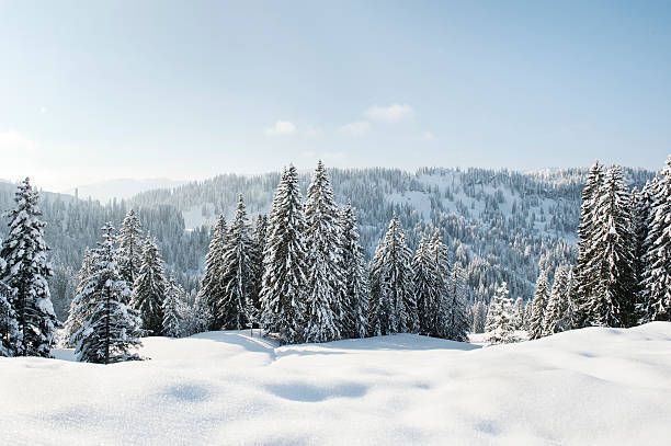 A snowy forest with trees covered in snow and mountains in the background