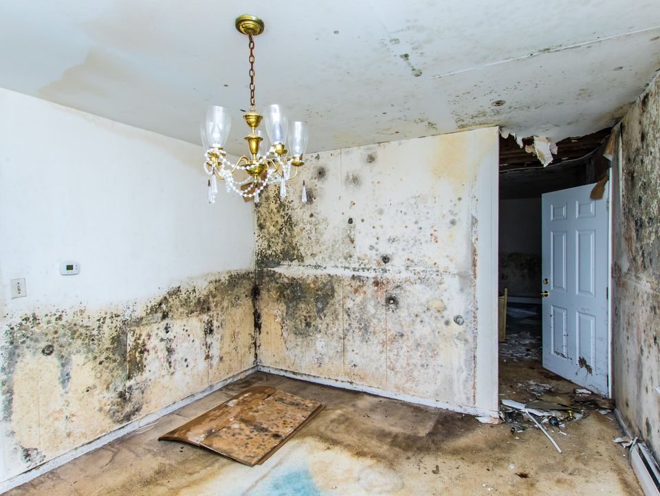 Mold Removal Services