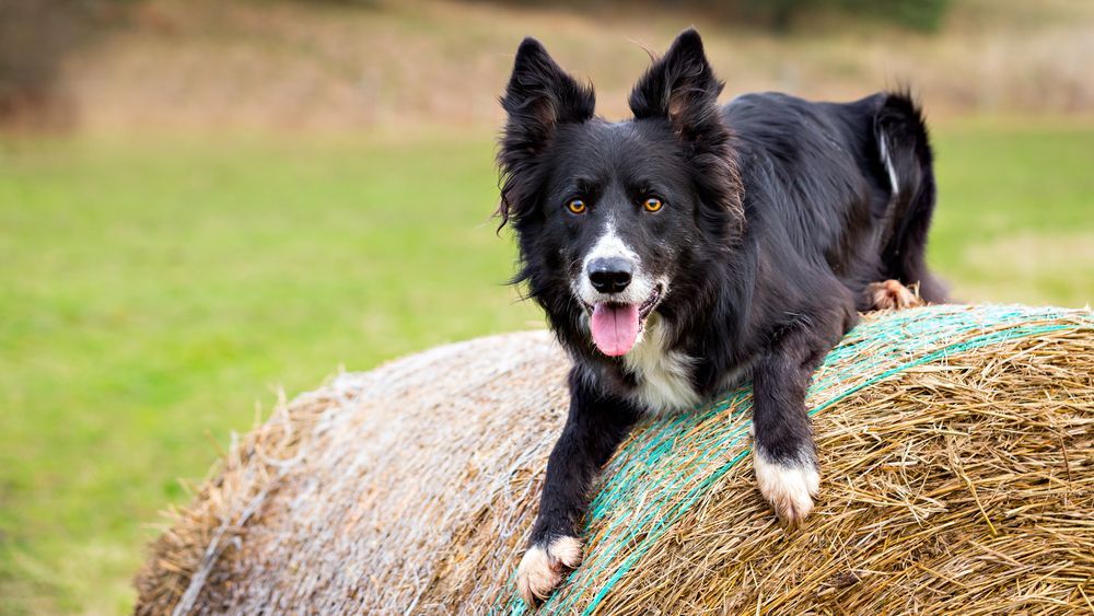 A dog on a hay bale  — Territory Stock Feed & Saddlery in Alice Springs, NT 
