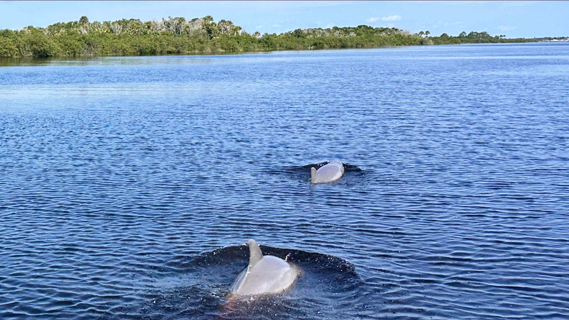 Two dolphins leaping out of blue water near a shoreline of green trees under a blue sky.
