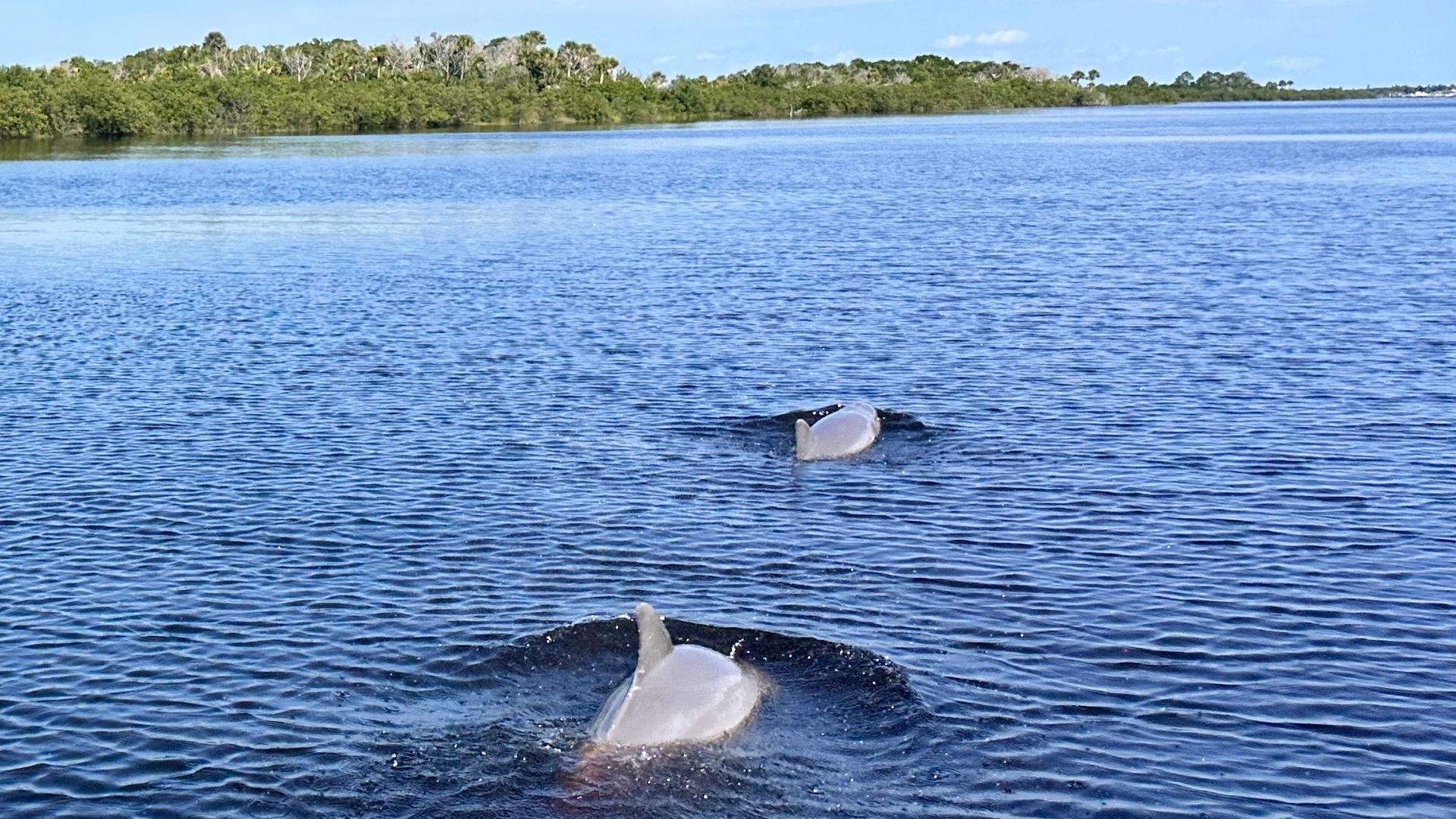 Two dolphins breaking through the calm waters with trees lining the side of the River