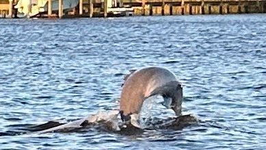 Dolphin leaping out of the water, with a gray body and a splash. The background shows a body of water with buildings.