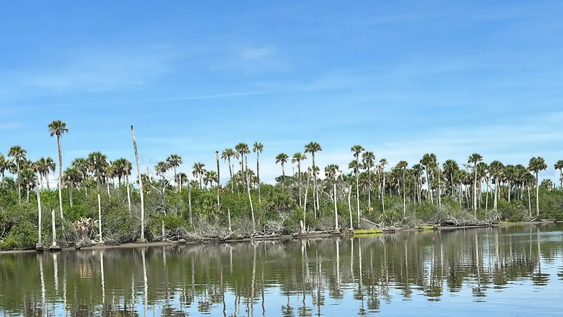 A serene waterscape with a treeline of palm trees under a bright blue sky, their reflections mirrored in the still water.