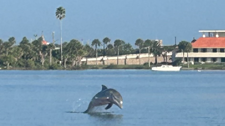 Dolphin leaps from calm water with a backdrop of buildings and palm trees under a clear sky.