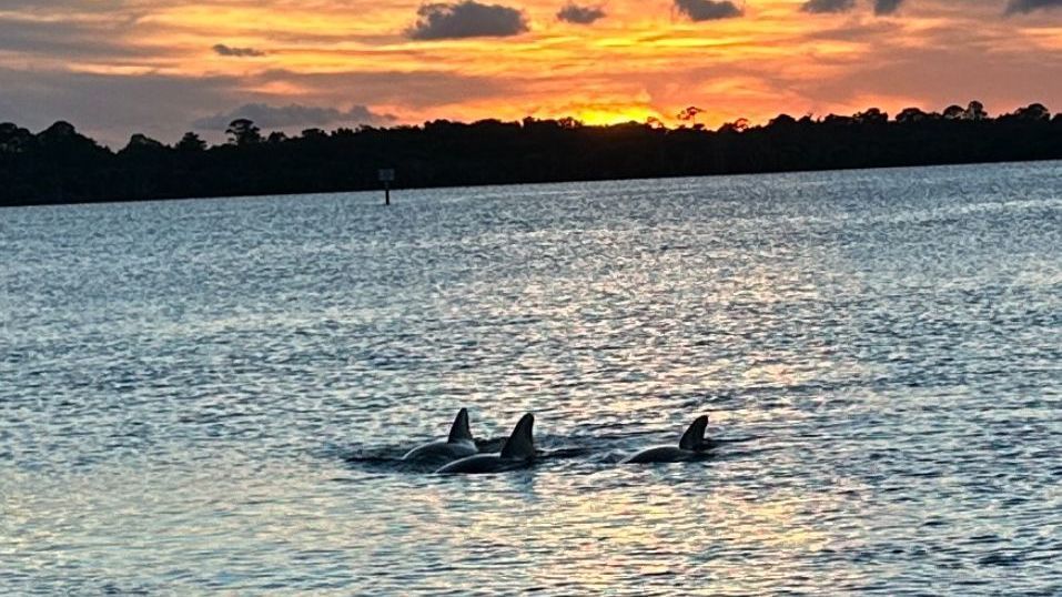 Dolphins swim in water at sunset, silhouetted against orange and yellow sky with dark trees.