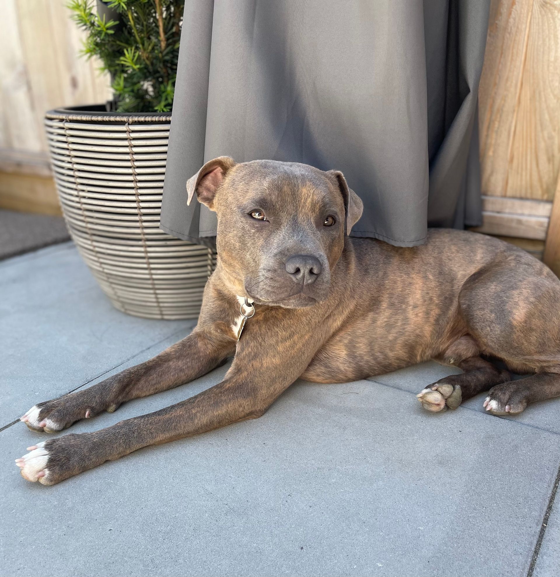 Dog with brindle fur lying on a patio, near a potted plant and a gray curtain.