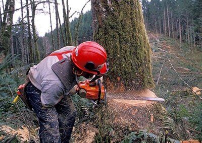 Tree services - Worker cutting a tree in Albany NY