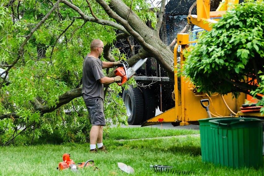 Working Member Cutting Down Jime's Tree Service - Tree services in Albany NY