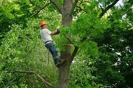 Crew Member Climbing Jime's Tree Service - Tree services in Albany NY