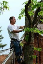 Working Crew Member Preparing Jime's Tree Service - Tree services in Albany NY