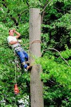 Working Crew Working Hard Along Side Tree Jime's Tree Service - Tree services in Albany NY