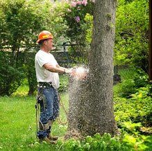 Working Member Sawing Jime's Tree Service - Tree services in Albany NY