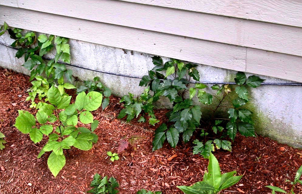 A few plants are growing on the side of a house