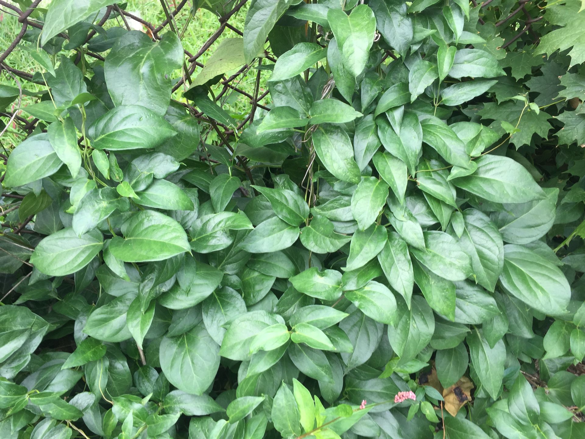 A bunch of green leaves are growing on a bush.