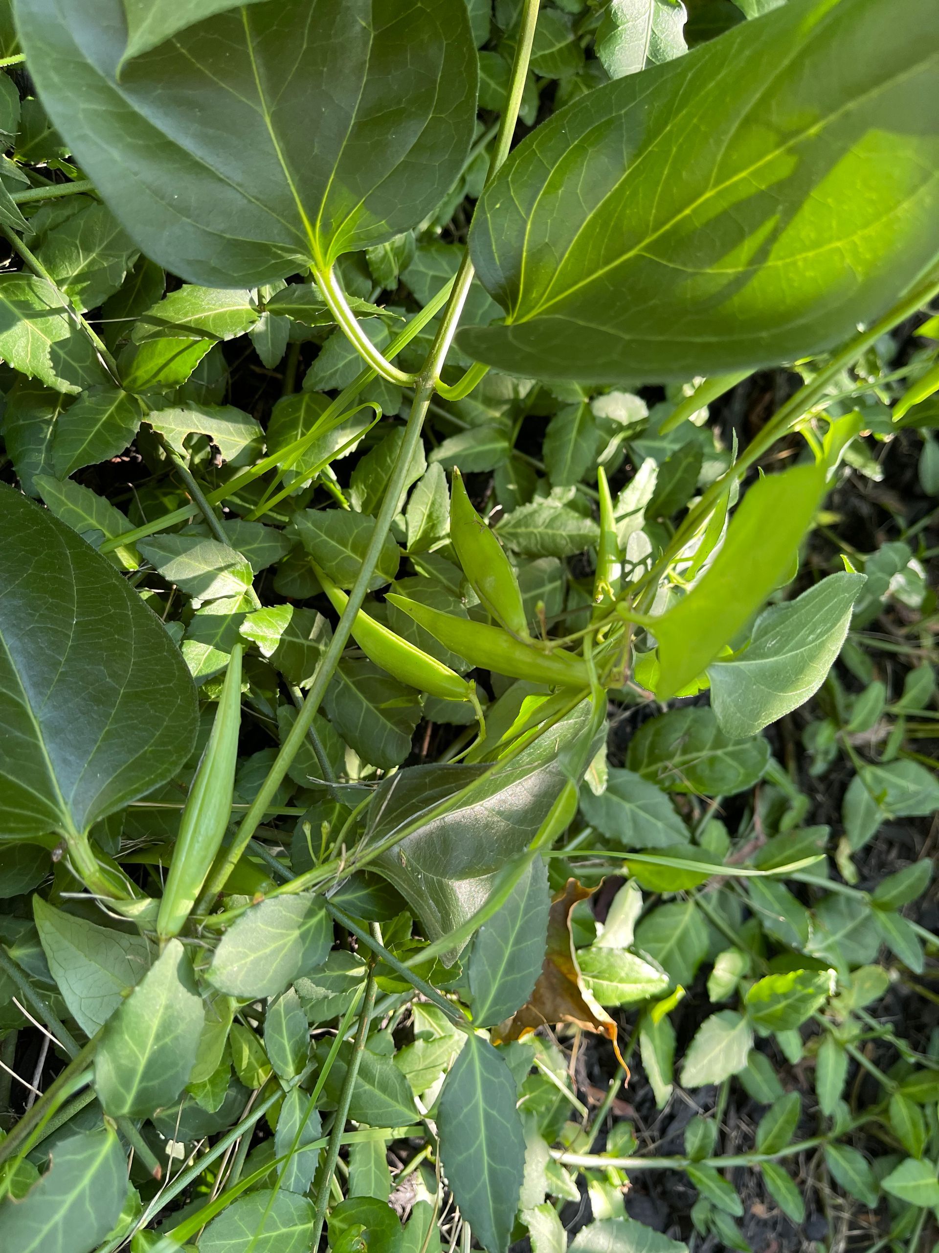 A close up of a plant with lots of green leaves.