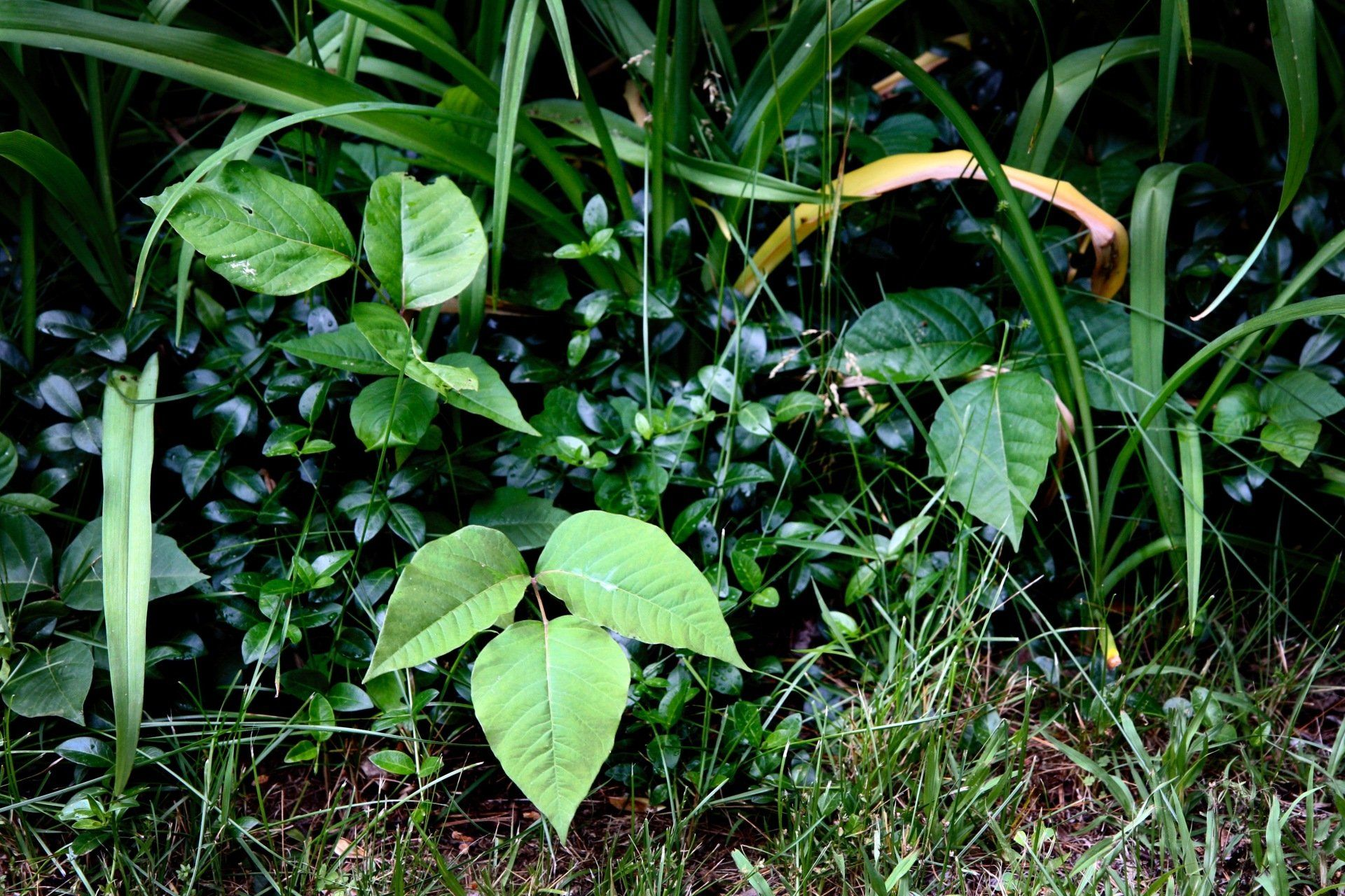 A small plant with green leaves is growing in the grass.