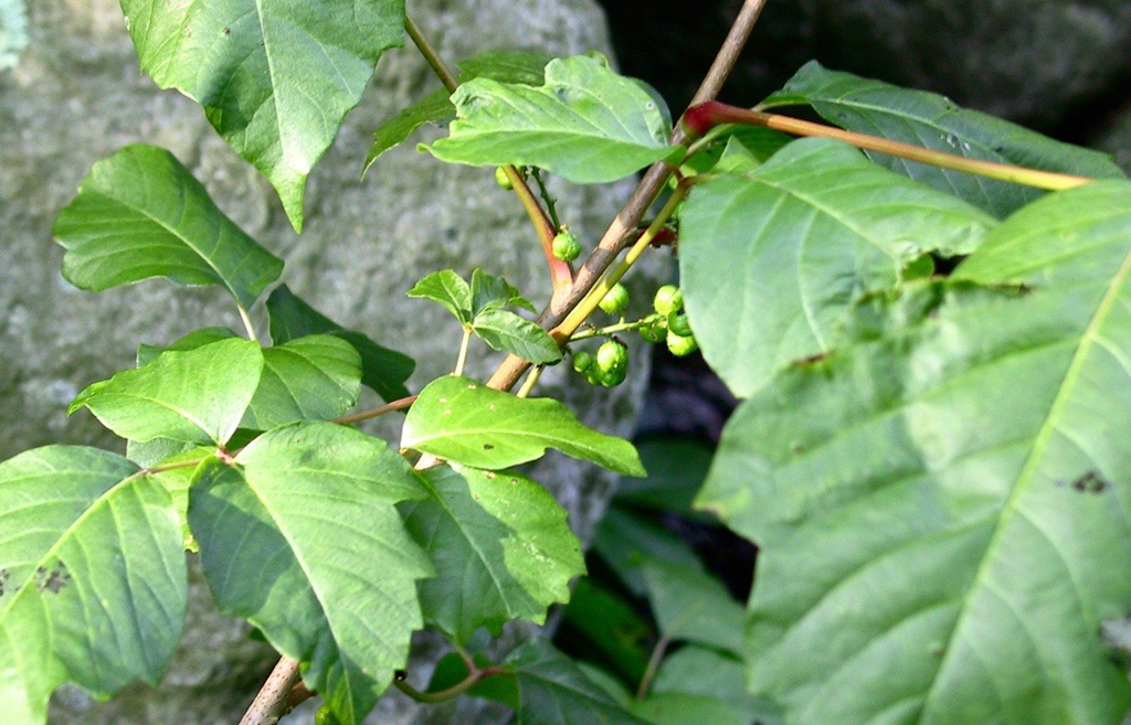 A close up of a plant with green leaves and berries.