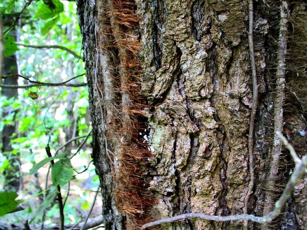 A close up of the bark of a tree in the woods.