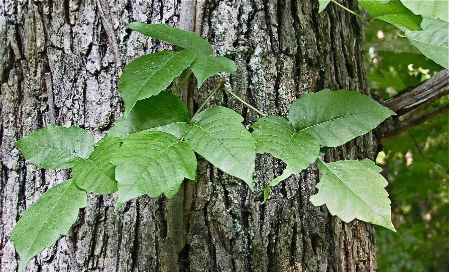 A tree with green leaves growing on it