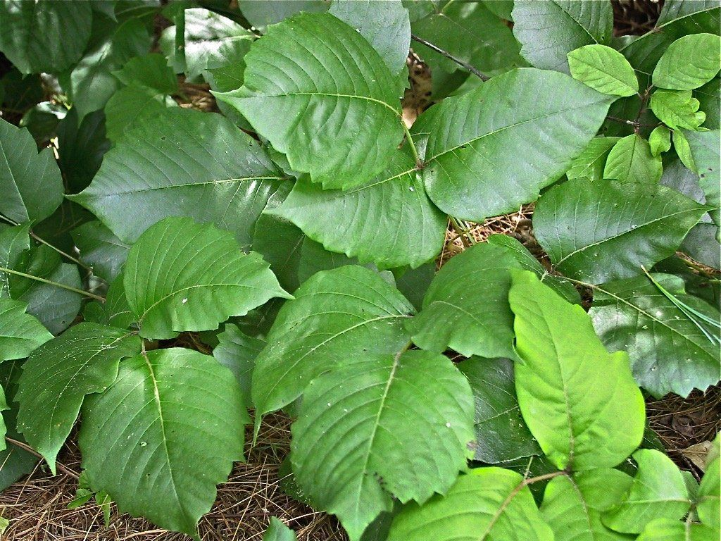 A bunch of green leaves are growing on a plant.