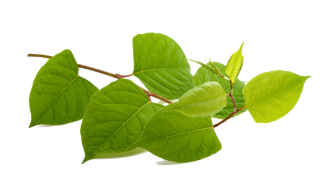 A plant with green leaves, a yellow flower, and a white background