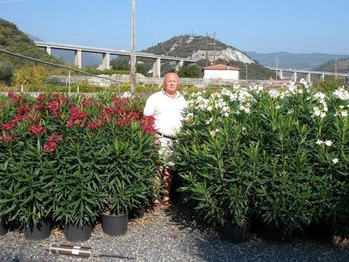 Fornitura ed esportazione piantePiante da siepe Pietra Ligure Savona