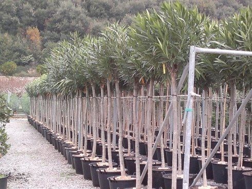 Fornitura ed esportazione piantePiante da siepe Pietra Ligure Savona