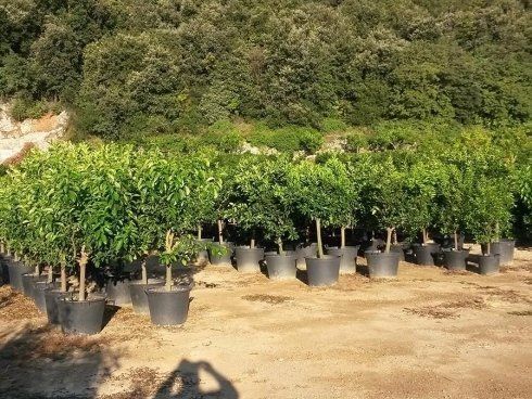 coltivazione piante da frutta Pietra Ligure, Savona