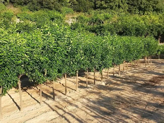 coltivazione piante da frutta Pietra Ligure, Savona