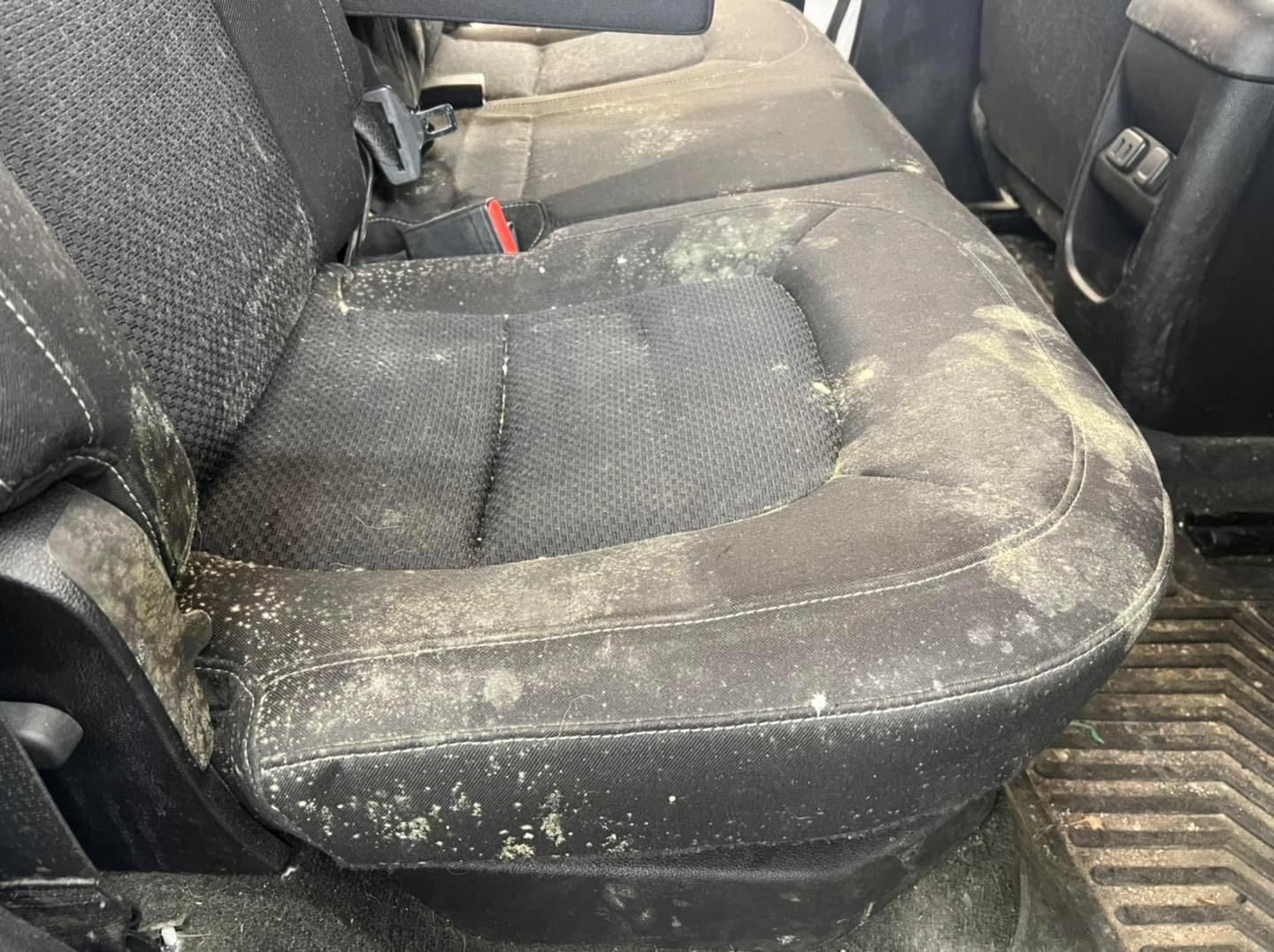 The back seat of a car is covered in dust and dirt.