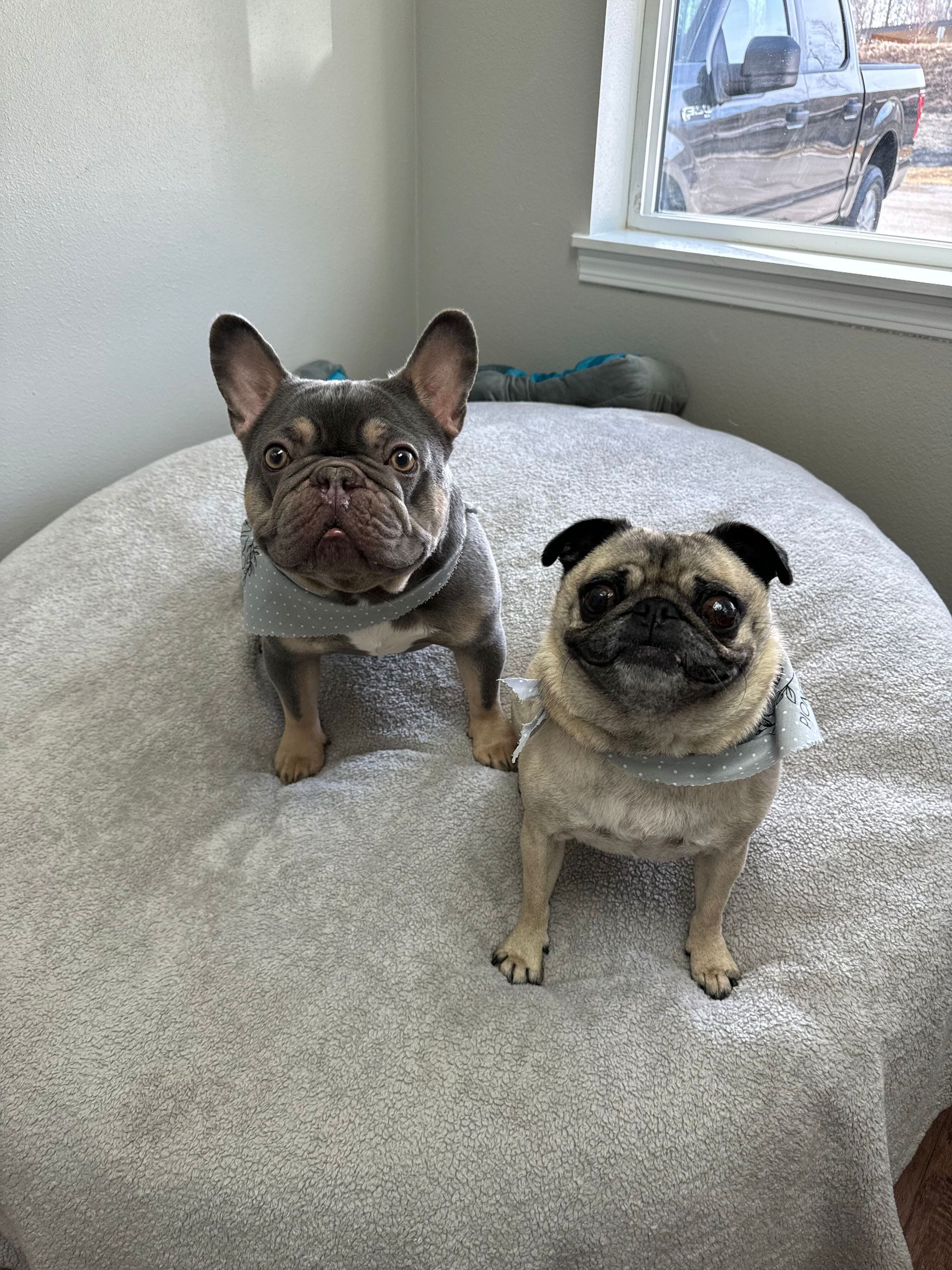 Two dogs , a french bulldog and a pug , are sitting on a bed.