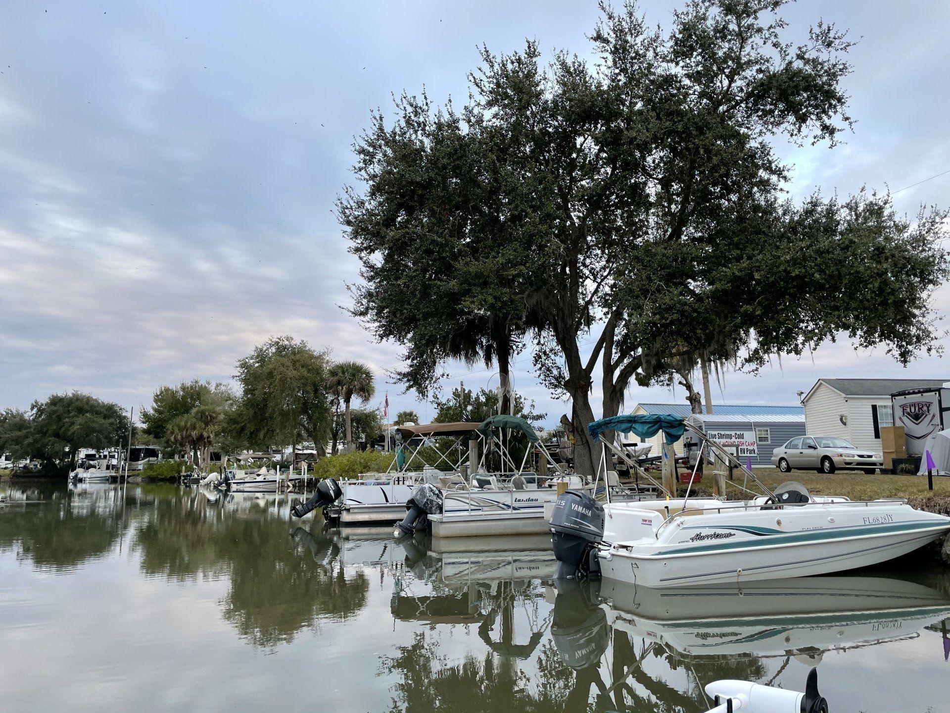 A group of boats are docked in a marina next to a tree.