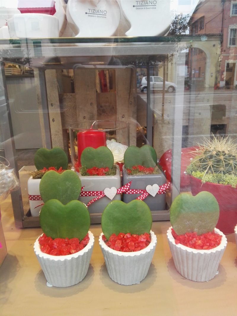 vasetti di piante grasse