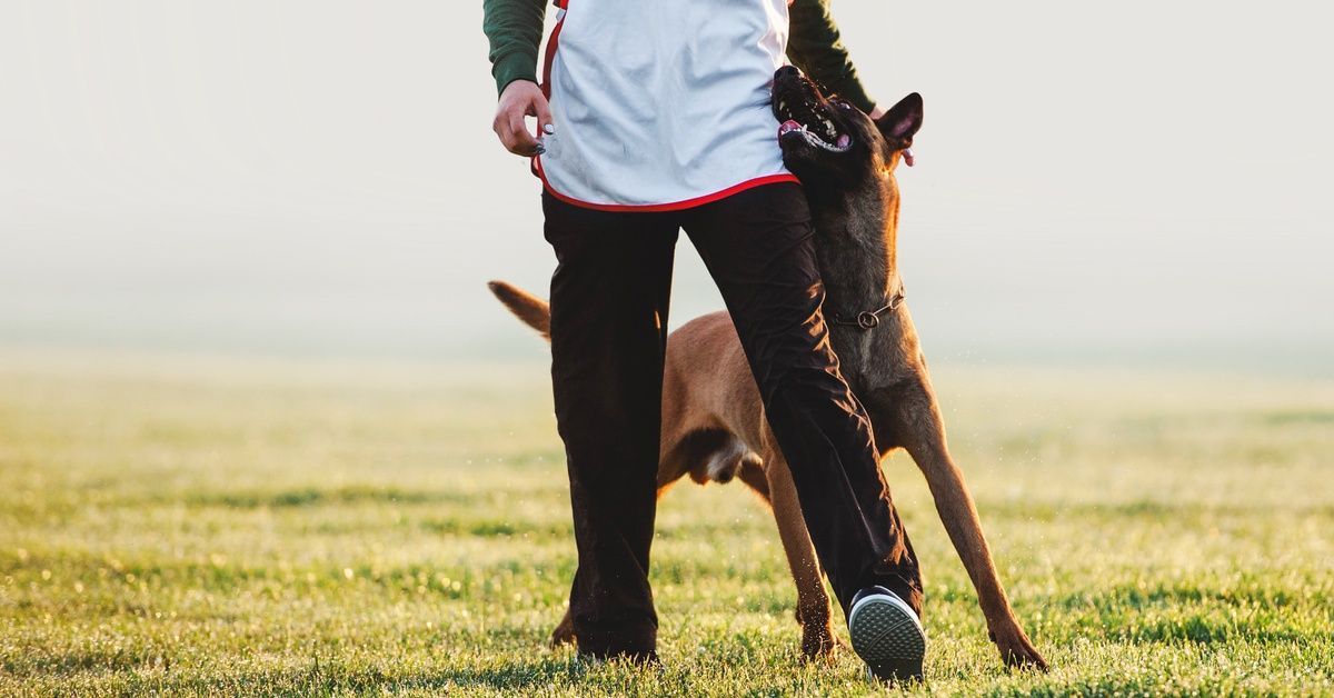 A Belgian Malinois standing behind its trainer and keeping its head against their hip as it waits for commands.
