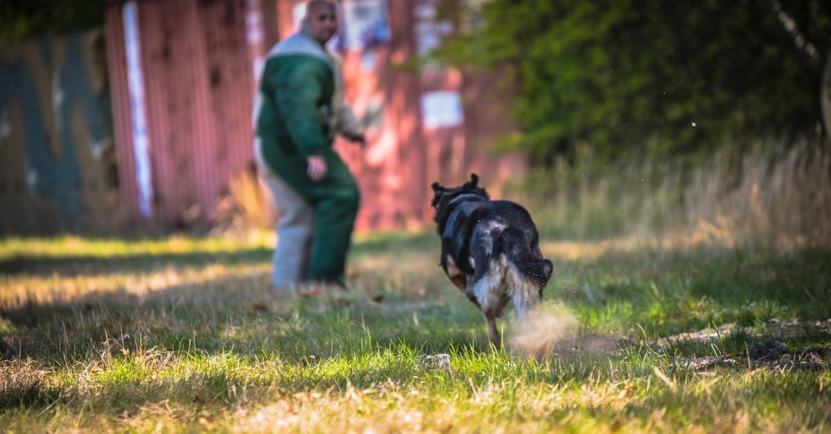 A working dog sprinting forward toward a person wearing a bulky white-and-green bite suit with thick sleeves.