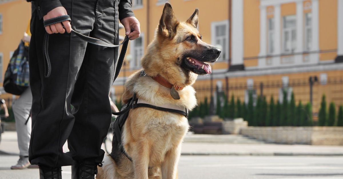 A person in black attire standing beside a working German shepherd, which is sitting by their feet.