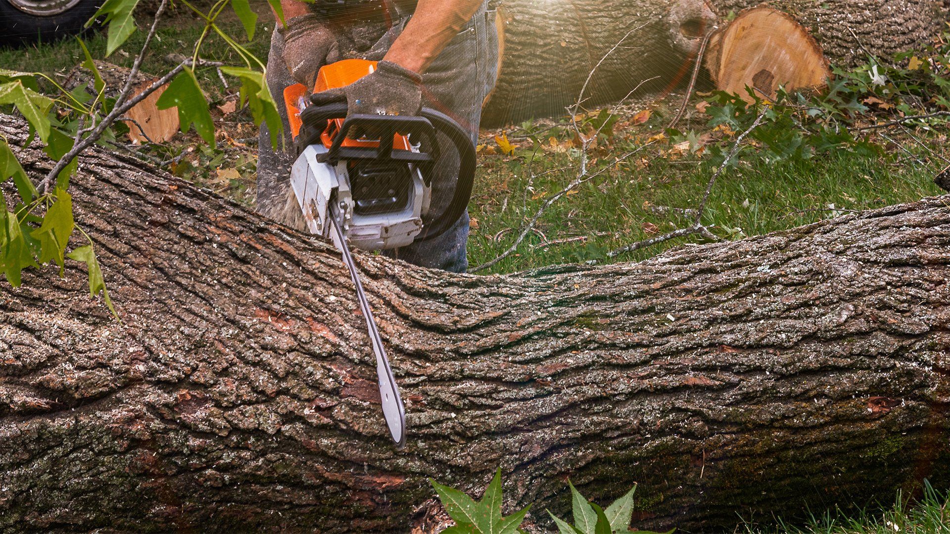a tree being cut