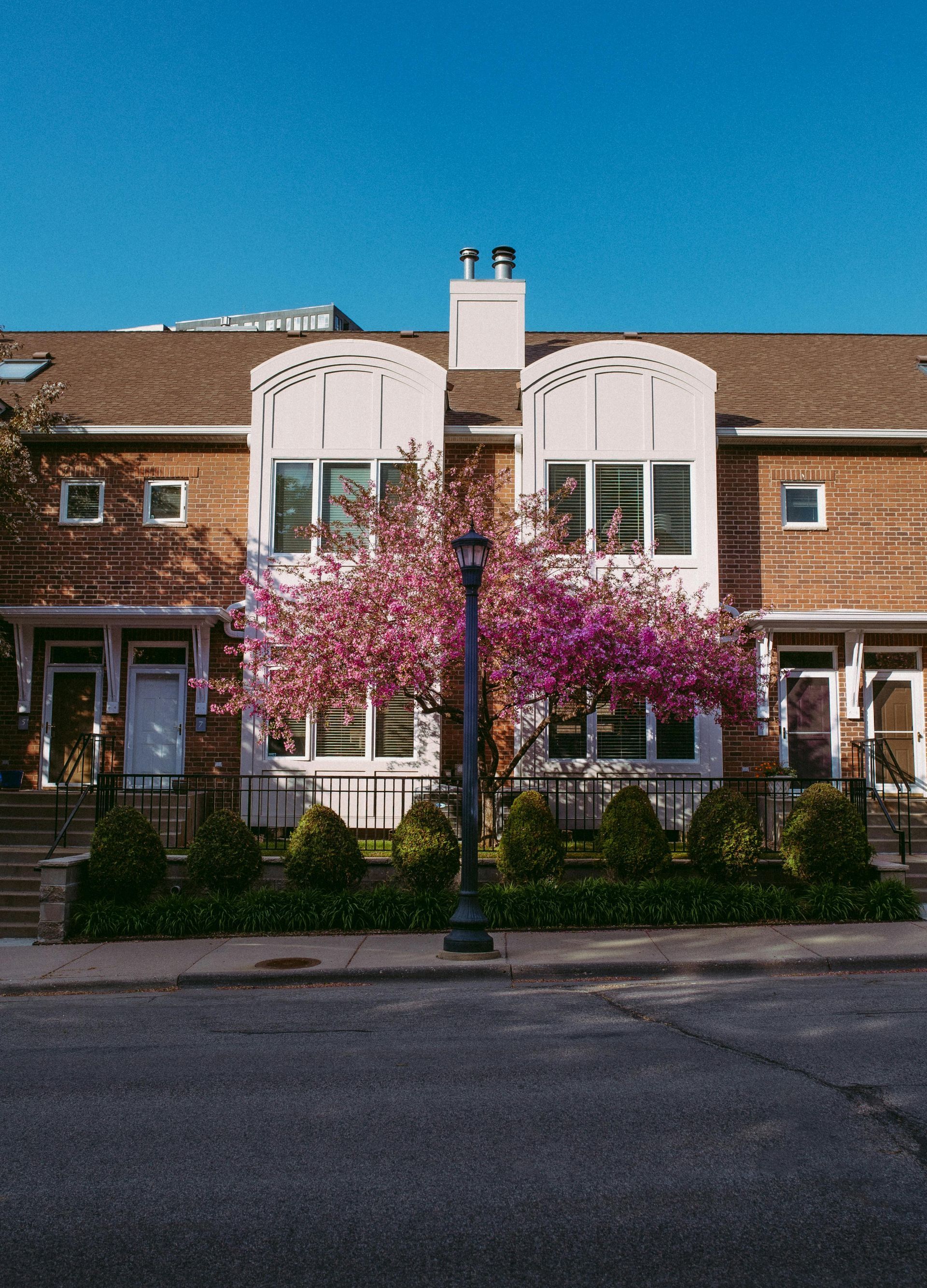 A row of houses with pink flowers in front of them