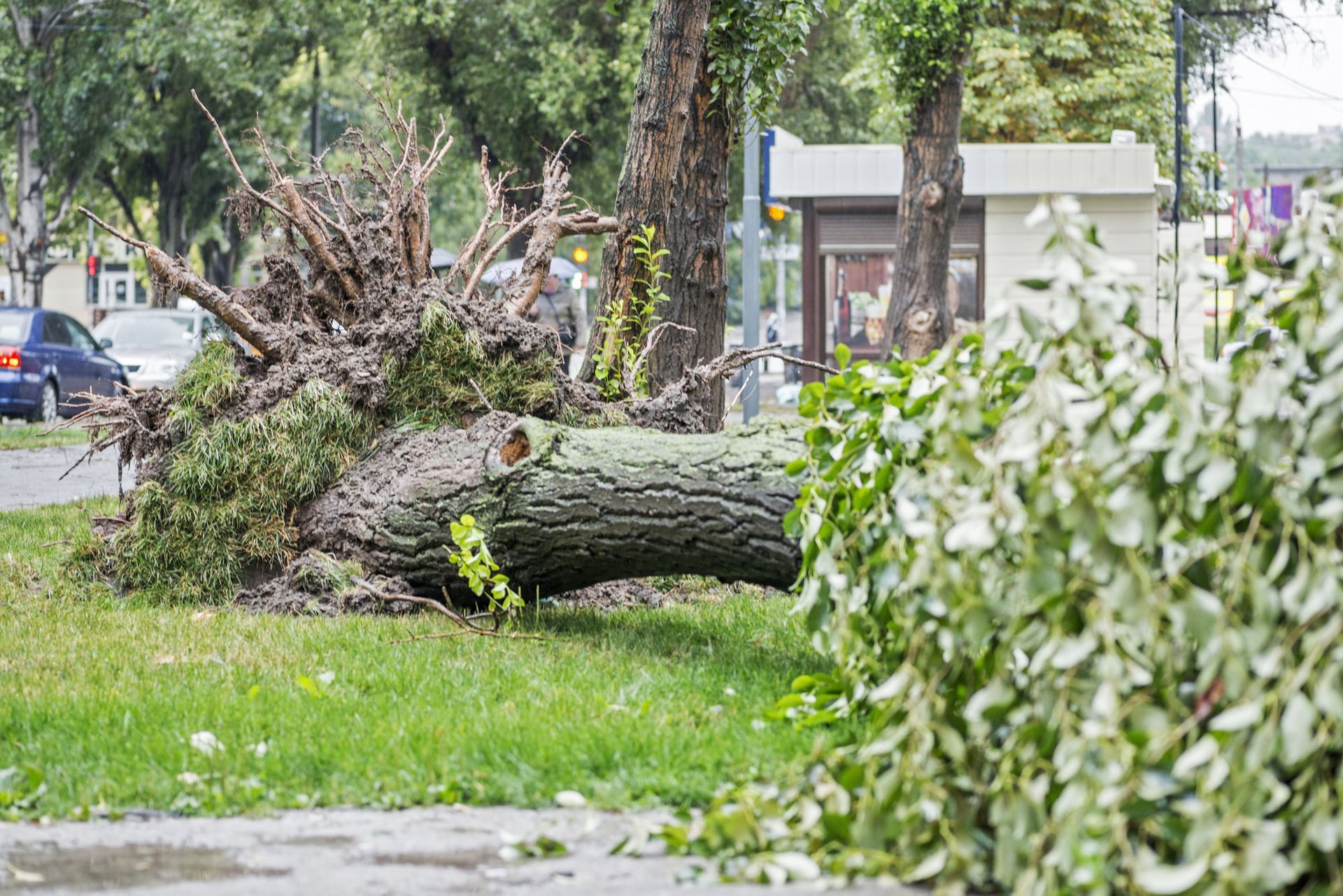 Fallen Tree Rock Hill